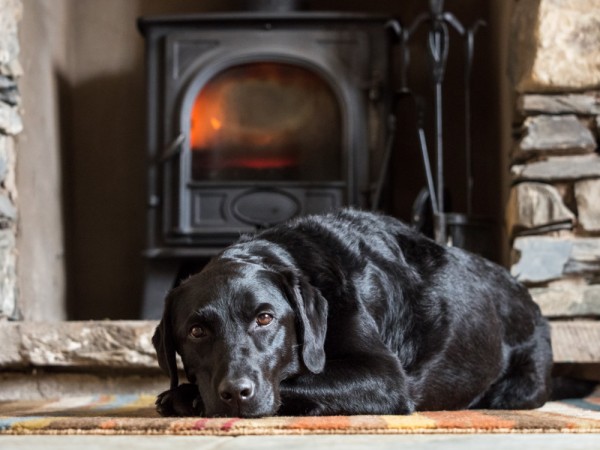 dog laying in front of fireplace
